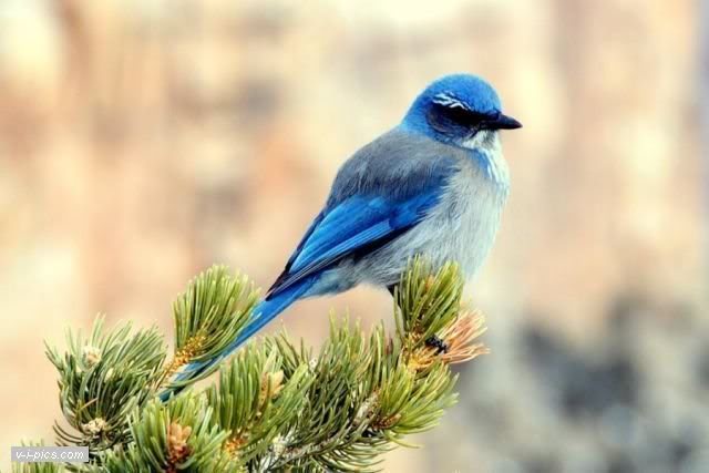 birds000848vipics.jpg