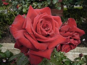 qUEwHplrZXqB0Kp2_RIZW8YPYiCelNMySFucFu8H_1M=.jpg